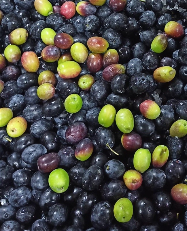 whatsapp image 2025 07 21 at 21.43.18 (1)